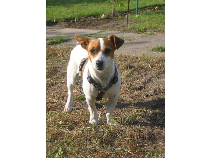 Blanding af racer Paw billede 1