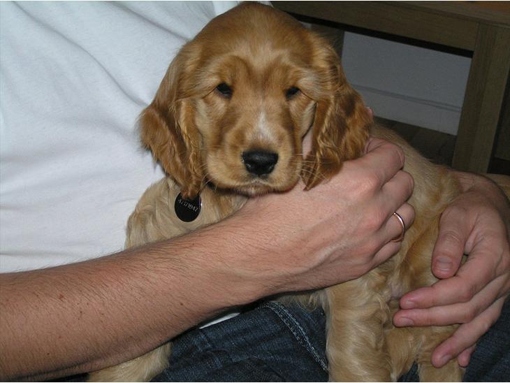 Cocker spaniel Amber rose (Trille) - Velkommen til Trilles profil.. 
Hvalp.  billede 2