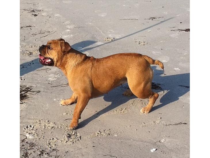 {{currentPhoto.altText}} billede {{currentPhoto.number}}