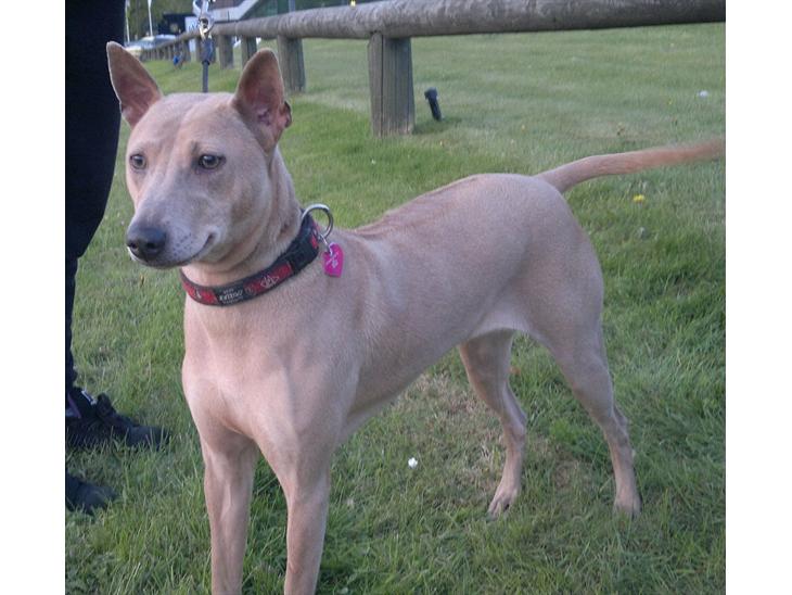 Thai ridgeback dog Djiva  2009-2911  - "Ej se lige derovre- det ser spændende ud altsåååå" billede 1