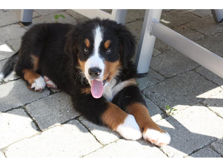 {{currentPhoto.altText}} billede {{currentPhoto.number}}