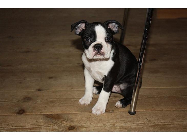 {{currentPhoto.altText}} billede {{currentPhoto.number}}