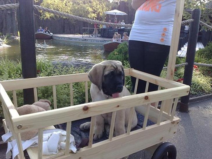 {{currentPhoto.altText}} billede {{currentPhoto.number}}