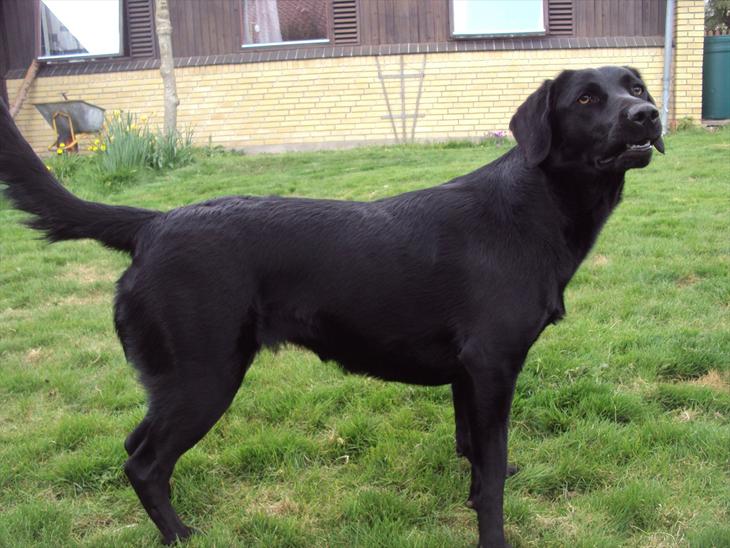 Labrador retriever bonnie (formel 1) - 2010 - dejlig lille ...