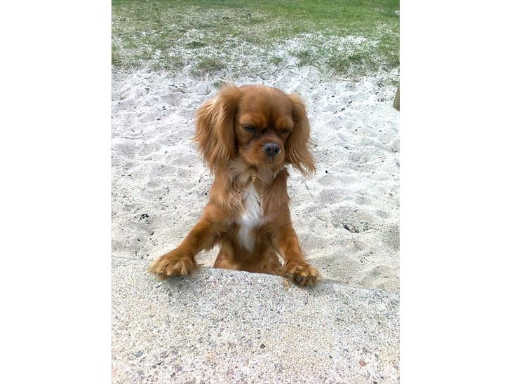 Cavalier king charles spaniel Bella billede 1