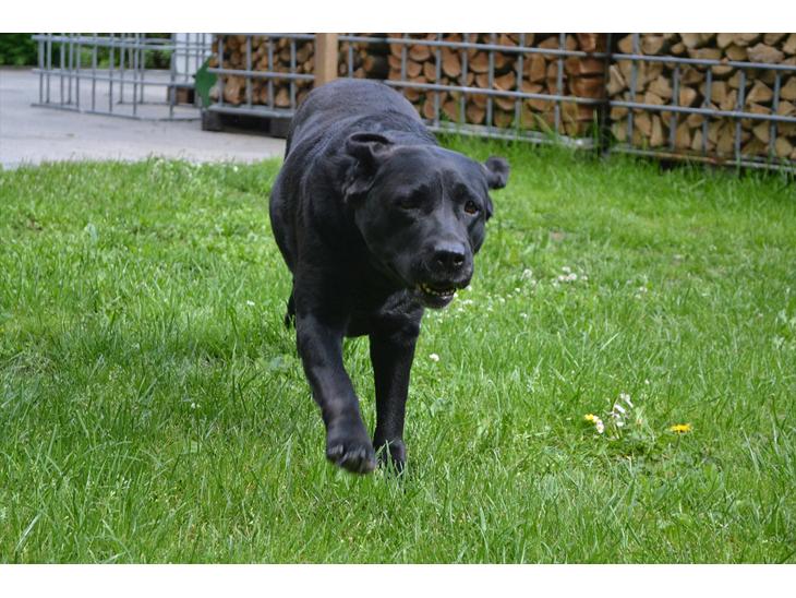 Labrador retriever Hølyst´s Amica R.I.P billede 1