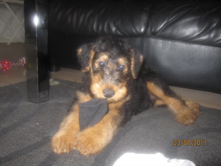 Airedale terrier Tessdale`s Magnificent prince (Ozzi) - Så er Ozzi kommet hjem. billede 27