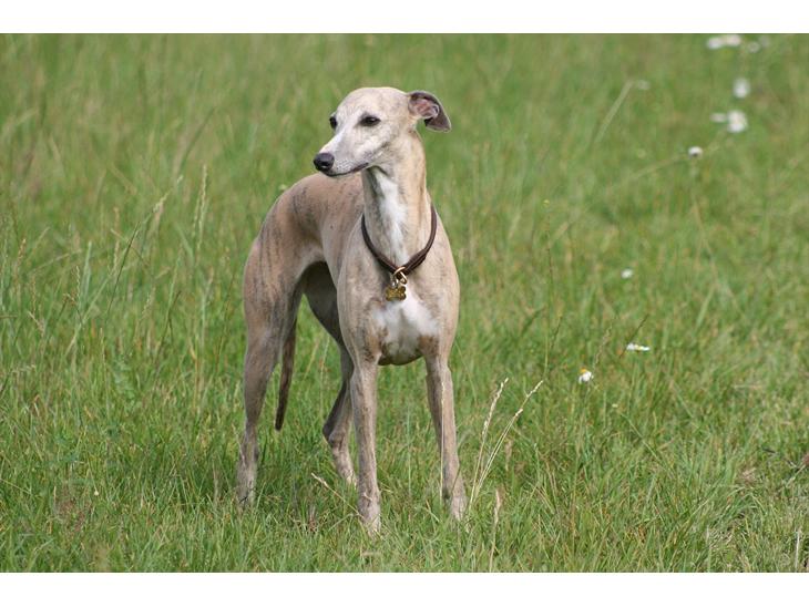 Whippet Erna billede 1