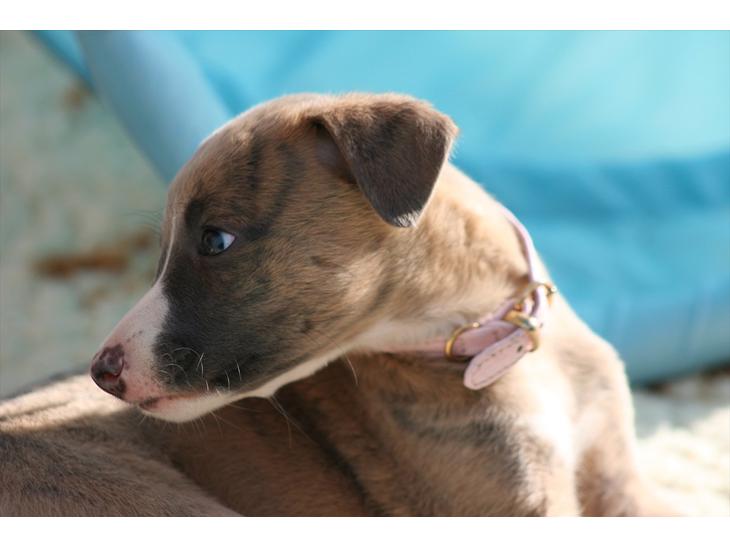 Whippet Buffy billede 1