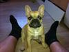 Fransk bulldog Batman