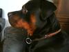 Rottweiler chico 