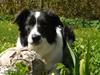 Border collie Meeko (Himmelhund)