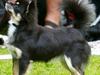 Chihuahua Benji - (Basse)