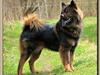 Eurasier Alfons<3