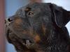 Rottweiler REX [ Himmelhund]