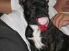 Fransk bulldog Gismo
