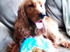 Cocker spaniel Hannibal<3