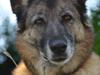 Blanding af racer Molly R.I.P<3 [ Himmelhund]