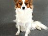 Papillon Donna