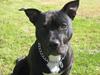 Amerikansk staffordshire terrier bine R.I.P. [ Himmelhund]