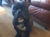 Fransk bulldog Kenzo