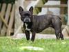 Fransk bulldog Penelope (Lope)