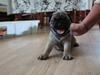 Mops Henry