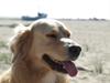 Golden retriever Laddy