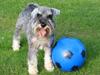 Dvaergschnauzer Ocean Al ( Tjeko )