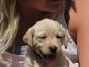 Labrador retriever Rica