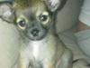 Chihuahua Louis