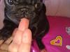 Mops Bella