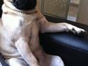 Mops Uffe