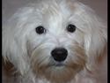 Malteser Gipsy