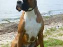 Boxer Thilo