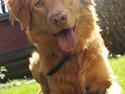 Nova scotia duck tolling retriever Bol Tol Turbo - "Oskar"
