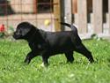 Labrador retriever Kato