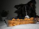 Border collie Satu (Hummelhund)