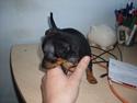 Dvaergpinscher Rocky