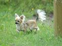 Chihuahua Amy