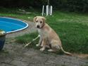 Labrador retriever Luna