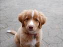 Nova scotia duck tolling retriever Buffy