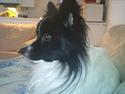 Papillon Sigurd