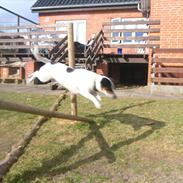 Jack russell terrier Milo