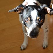 Dansk svensk gaardhund Sniffer