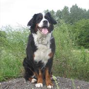 Berner sennenhund santi<3  (passer)