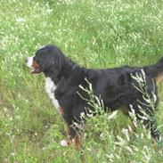 Berner sennenhund santi<3  (passer)