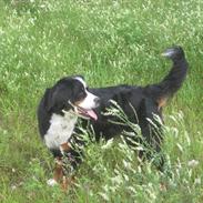 Berner sennenhund santi<3  (passer)