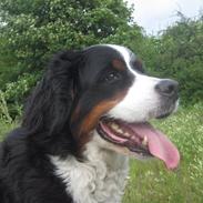 Berner sennenhund santi<3  (passer)