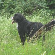 Berner sennenhund santi<3  (passer)
